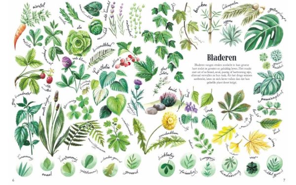 Vormen en Patronen in de Natuur - Afbeelding 3